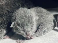 Russian Blue Kitten